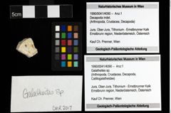 Foto (Objekt + Etiketten) von Galatheites sp. 